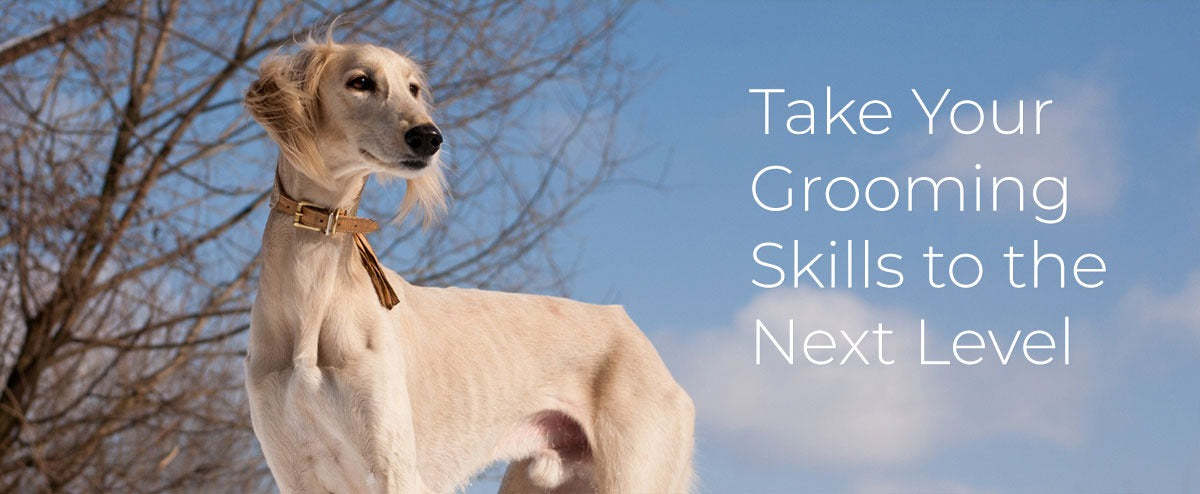 greyhound with take your grooming skills to the next level