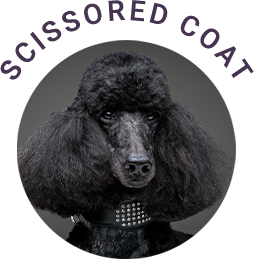 Scissored Coat