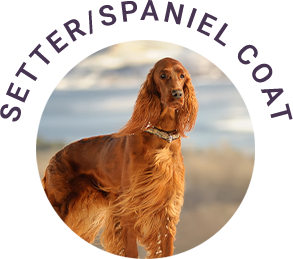 Setter/Spaniel Coat