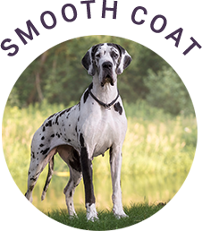 Smooth Coat